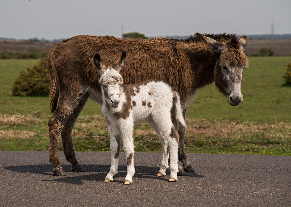 Spring Donkey and Foal, Hill Top, near Beaulieu